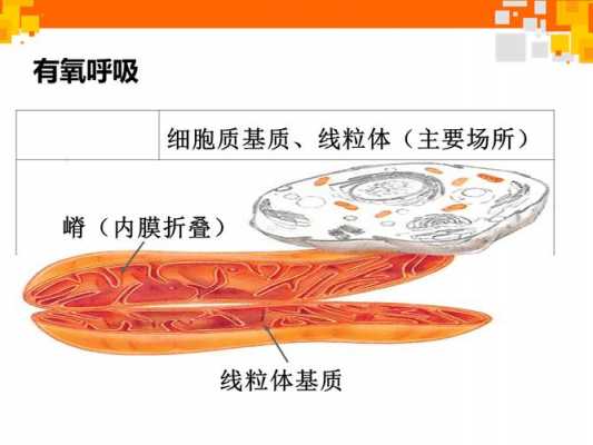 有氧呼吸科技知识手册（有氧呼吸微课视频）-图2