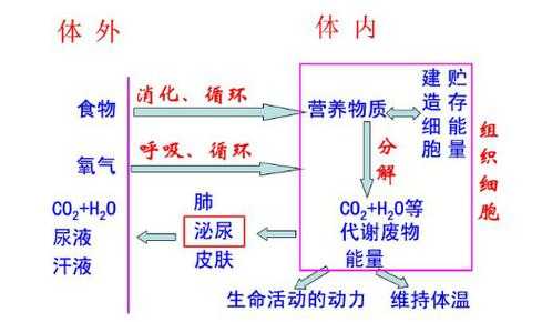 新陈代谢科技知识大全图片（新陈代谢的概念图）-图3