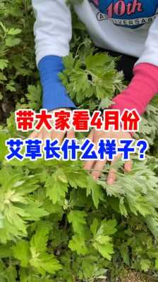 艾草产业科技知识（艾草科普知识）-图3