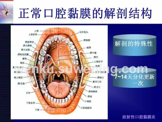 牙科放射科技知识大全（牙科放射属于哪个级别）-图1