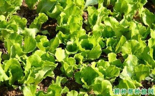 种植生菜科技知识点归纳（种植生菜需要哪些工具）-图1