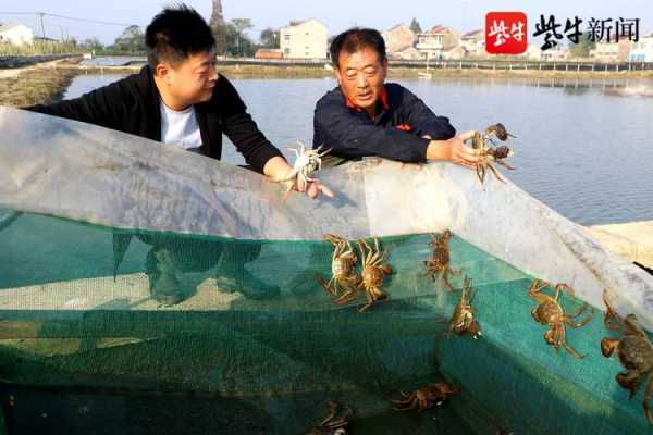 养殖螃蟹科技知识大全图片（螃蟹养殖基地图片）-图2