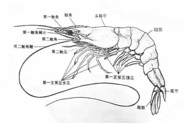 关于虾的科技知识大全图片（关于虾的相关资料）-图2