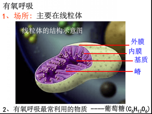 有氧呼吸科技知识竞赛（有氧呼吸课程）-图3