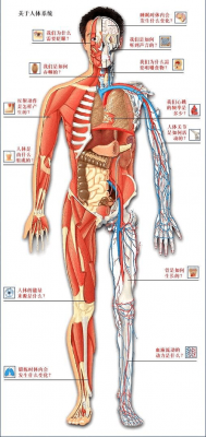 人体科技知识类素材库网站（人体科普小知识）-图2