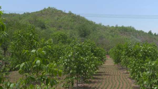 种植核桃的科技知识资料（核桃种植图片欣赏）-图2