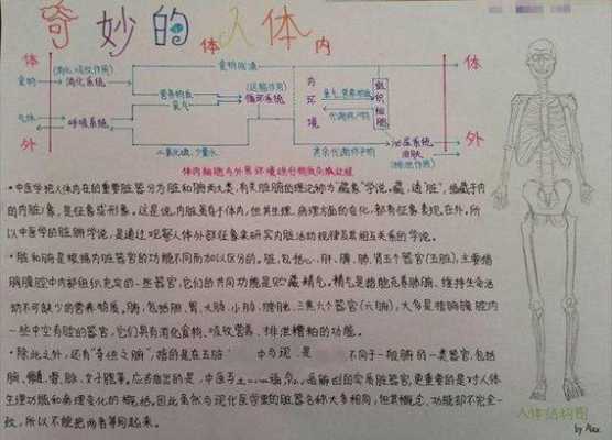 关于人体的黑科技知识（关于人体的科学手抄报）-图2