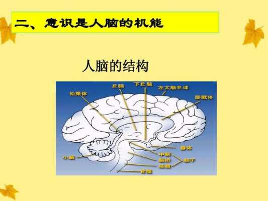 人脑结构科技知识点（人脑结构ppt）-图1