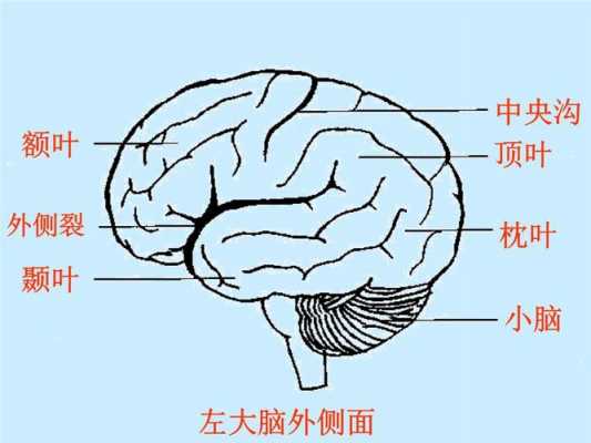 人脑结构科技知识点（人脑结构ppt）-图2