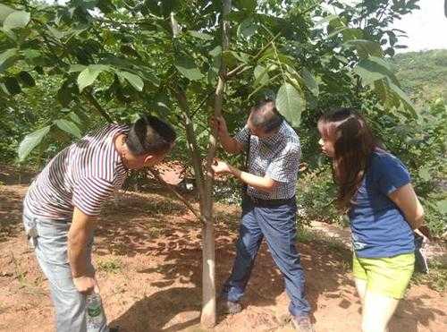 核桃种植科技知识讲座视频（核桃栽培技术视频教程）-图3