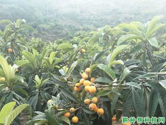 枇杷种植科技知识资料图片（枇杷种植时间以及步骤）-图3