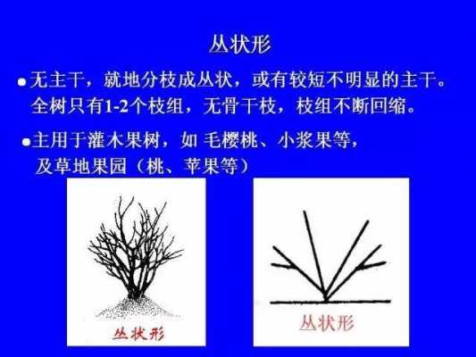 果树修剪高科技知识点总结（果树修剪高科技知识点总结图）-图2