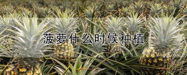 凤梨种植科技知识点（凤梨种植科技知识点总结）-图2