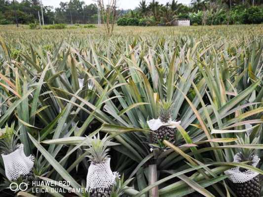 凤梨种植科技知识大全图（凤梨是怎样种植和结果）-图2