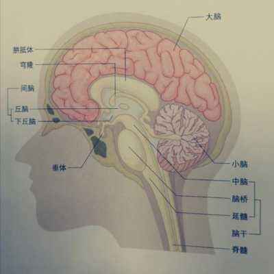 人脑结构科技知识（人脑结构图精细）-图2