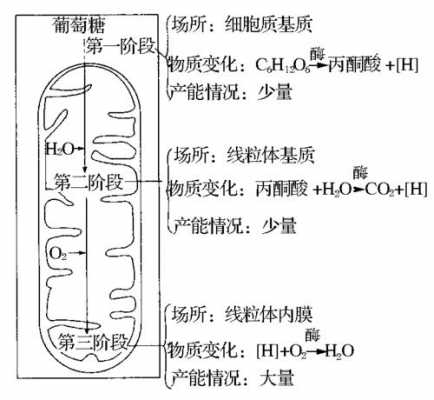 有氧呼吸科技知识手册答案（有氧呼吸科技知识手册答案解析）-图3