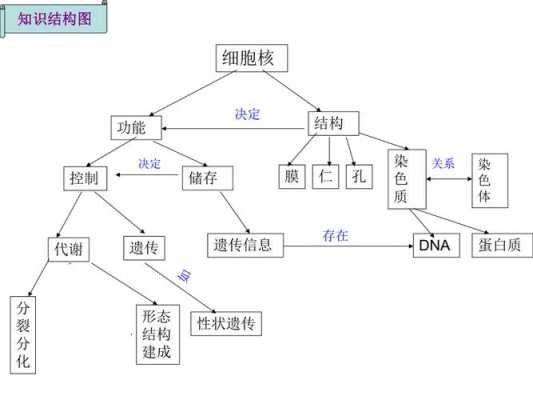 细胞核相关科技知识点（细胞核的知识网络导图）-图3