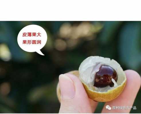 龙眼科技知识（龙眼科技知识大全）-图2