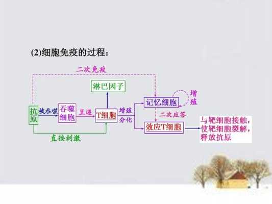 免疫细胞科技知识（免疫细胞技术进展）-图1