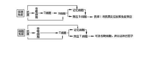 免疫细胞科技知识（免疫细胞技术进展）-图2