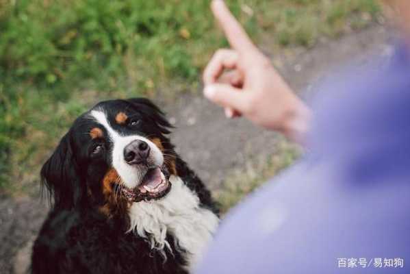 训练幼犬科技知识的方法（训练幼犬的步骤）-图1