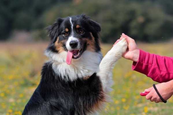 训练幼犬科技知识的方法（训练幼犬的步骤）-图3