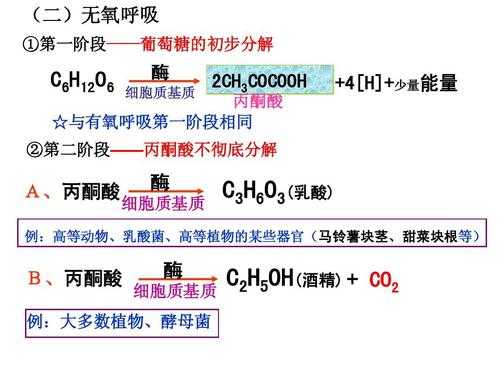 什么是细胞呼吸科技知识（什么是细胞呼吸?简述其过程）-图1