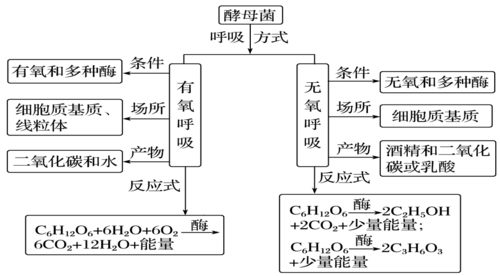 什么是细胞呼吸科技知识（什么是细胞呼吸?简述其过程）-图2