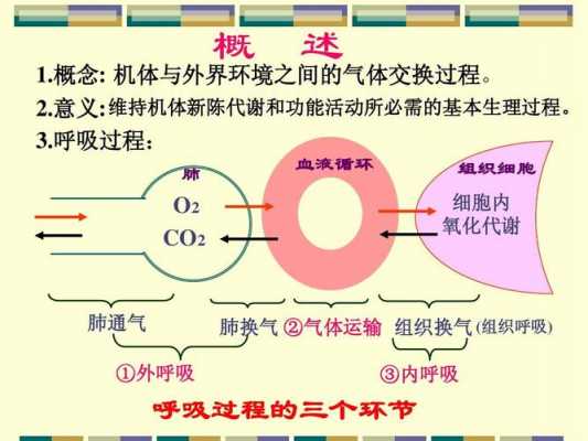 什么是细胞呼吸科技知识（什么是细胞呼吸?简述其过程）-图3