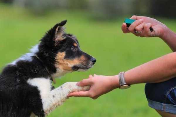 训练幼犬科技知识（幼犬训练项目）-图3