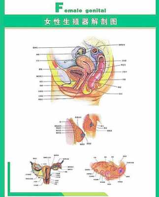 最新生殖科技知识大全视频（生殖科科普文）-图2