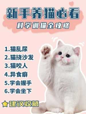 养猫必备科技知识点图片（养猫的必备知识）-图2