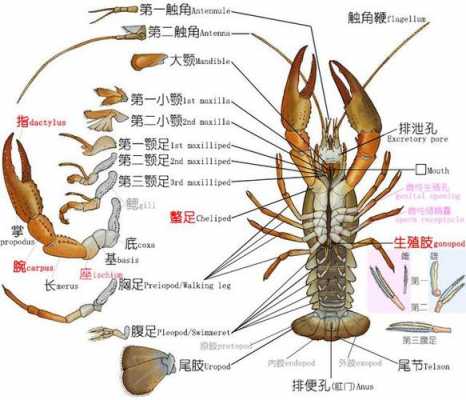 关于龙虾的科技知识点（关于龙虾的科技知识点有哪些）-图1