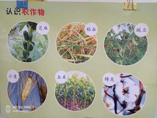 熟悉粮食种植科技知识（科学种植粮食）-图3