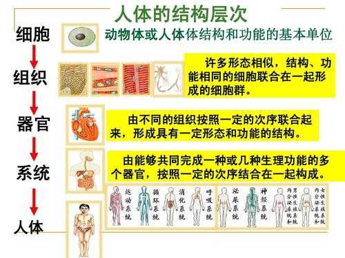 关于人体生命的科技知识（关于人体生命的科技知识资料）-图2