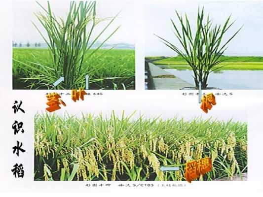 水稻农业科技知识点汇总（水稻科学）-图3
