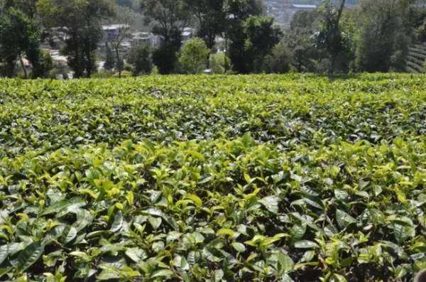 茶叶种植黑科技知识点视频（茶叶种植基本技能）-图1