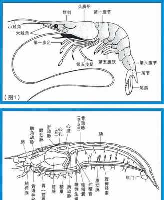 关于虾的科技知识资料（关于虾的科技知识资料有哪些）-图2