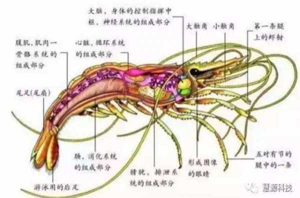 关于虾的科技知识有哪些（关于虾的小知识）-图1