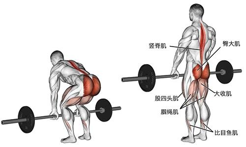 练肌肉有哪些科技知识呢（练肌肉有哪些科技知识呢图片）-图2