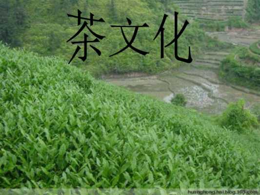 关于种茶的科技知识有哪些（茶叶种植技术介绍作文）-图3