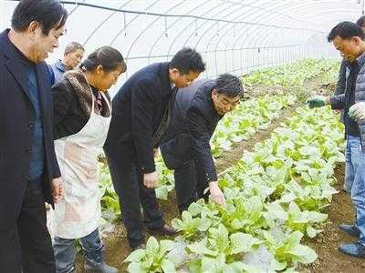 种菜务农科技知识怎样写（农业科技蔬菜种植）-图1