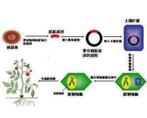 前沿科技知识转基因技术（前沿科技知识转基因技术研究）-图3