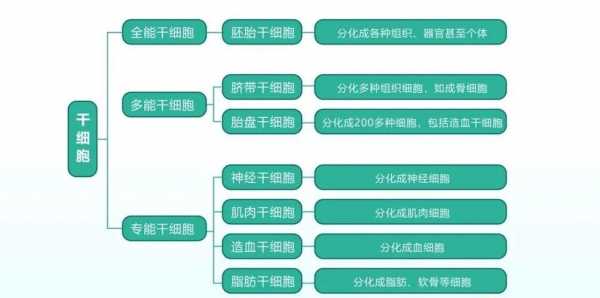 有关干细胞的前沿科技知识（有关干细胞的前沿科技知识）-图1