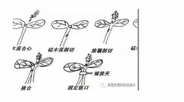 蔬菜嫁接科技知识点总结（蔬菜嫁接技术原理,嫁接方式有哪些?）-图2