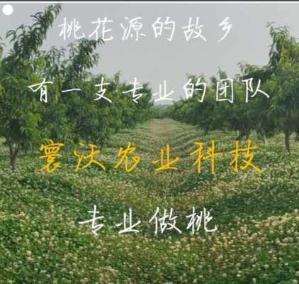 果树修剪高科技知识宣传（果树修剪术语）-图2