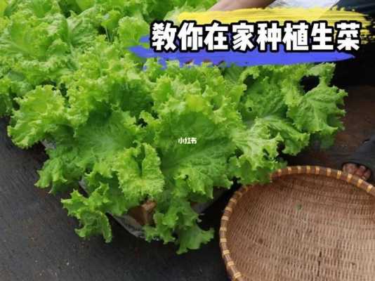 种植生菜科技知识（种植生菜小知识）-图3