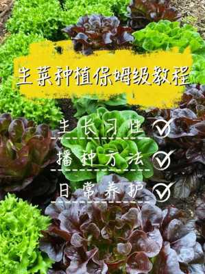 种植生菜科技知识（种植生菜小知识）-图1