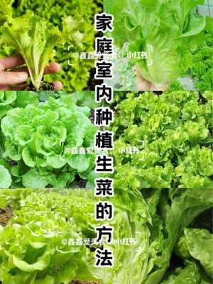 种植生菜科技知识（种植生菜小知识）-图2