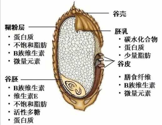 一粒稻米的科技知识是什么（一粒稻米由什么发育而来）-图3